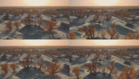 日落时分的沙漠，到处都是胡杨林，非常奇妙高清在线视频素材下载