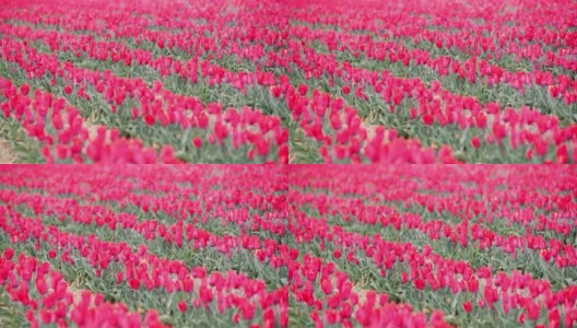 荷兰花卉种植园农场的农田上盛开的红色郁金香高清在线视频素材下载