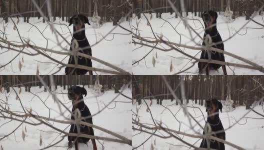 一只纯种狗坐在冬天的松树林里，在树枝后面吠叫高清在线视频素材下载