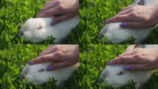 一个孩子的手抚摸着阳光下的小白兔，小白兔高清在线视频素材下载