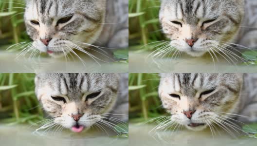 可爱的小猫，有着美丽的黄眼睛，在花园里的莲花陶土盆里喝水高清在线视频素材下载