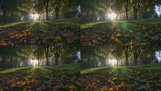 秋天的公园。太阳低垂着，从覆盖着绿草和黄色落叶的地面上冉冉升起。晨光照耀着公园，营造出一种神奇的气氛。替身拍摄,UHD高清在线视频素材下载