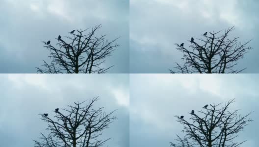 三只喜鹊坐在一棵树上，慢镜头4k高清在线视频素材下载
