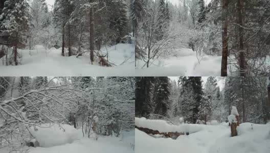 在特勒茨科湖岸边的特维内克(第三河)河上，在冬天大雪覆盖下的针叶林的步道上行走高清在线视频素材下载