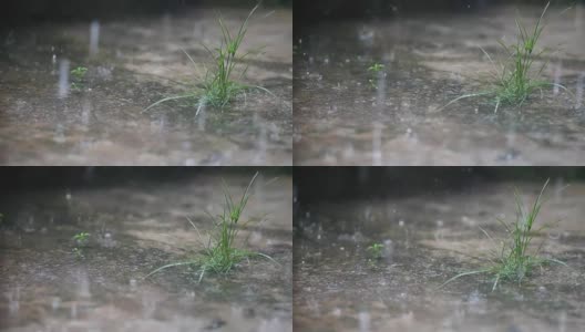 大雨和一片草地一起落在地上高清在线视频素材下载