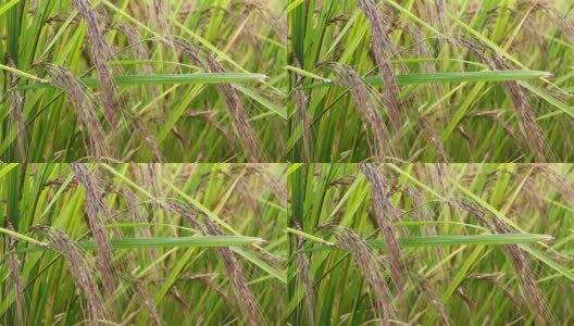 种植红米，高清在线视频素材下载