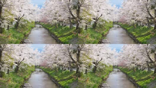樱花和宁静的河在大野Hakkai，慢镜头高清在线视频素材下载