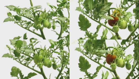 种植番茄的时间高清在线视频素材下载