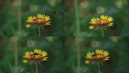 大黄蜂在花高清在线视频素材下载