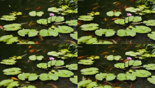 在紫色莲花下游泳的锦鲤第一部分高清在线视频素材下载