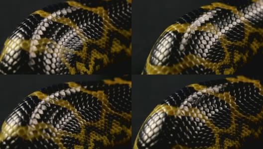 蛇皮的特写镜头高清在线视频素材下载