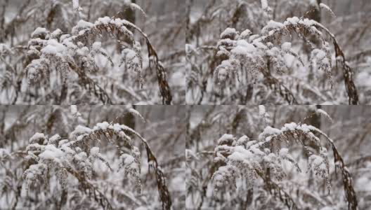 干燥的黄花植物在雪中缓慢地摇摆高清在线视频素材下载