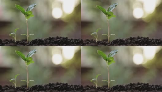 年轻的植物。高清在线视频素材下载