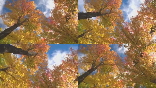 绚丽多彩的落叶在秋风中在阳光明媚的树林中飘动高清在线视频素材下载