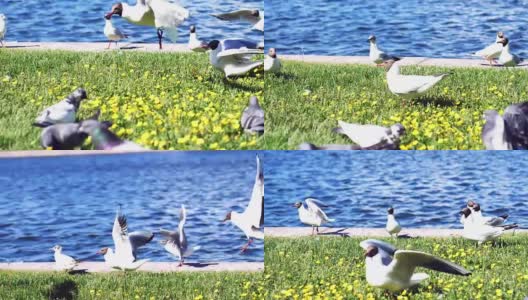 清晨，海鸥和鸽子在海边花畔的草地上进食。缓慢的运动。1920 x1080高清在线视频素材下载