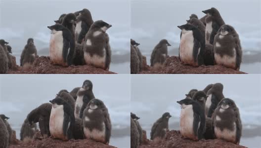 阿德利企鹅在南极洲幼雏高清在线视频素材下载