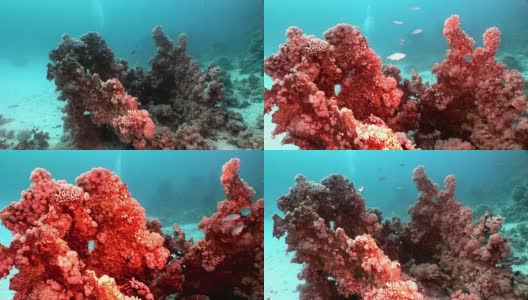 红海水下的珊瑚。高清在线视频素材下载
