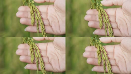 慢镜头，在有机农场的稻田里，女人用手触摸着美丽的水稻。高清在线视频素材下载