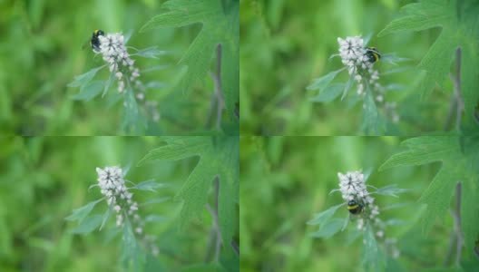 益母草花，上面有一只大黄蜂高清在线视频素材下载