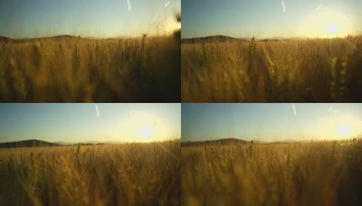 近距离观察田园诗般的自然中令人惊叹的黄色麦田，金色的日出高清在线视频素材下载