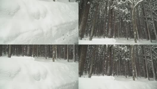 低角度倾斜:白川村茂密的松林被雪覆盖高清在线视频素材下载