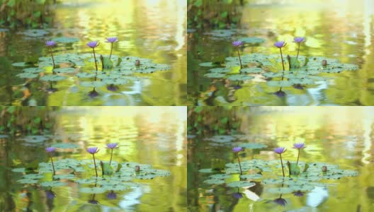 池塘上粉红色荷叶睡莲。睡莲在花园池塘。美丽的紫色荷花，水草在湖中。高清在线视频素材下载