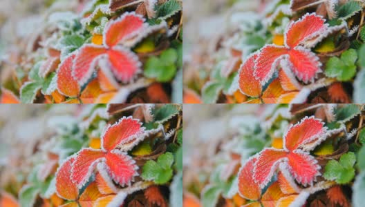 带霜的秋叶高清在线视频素材下载