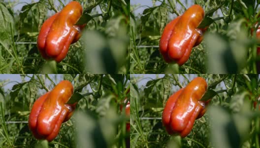 阳光下成熟的红柿子椒。自然,粮食、农业高清在线视频素材下载