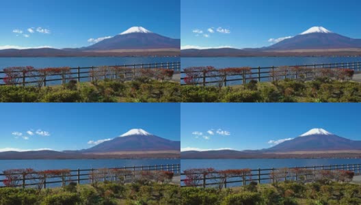 美丽的富士山与枫树在秋天的日本高清在线视频素材下载