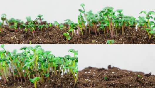 生长在肥沃土壤中的豆芽高清在线视频素材下载