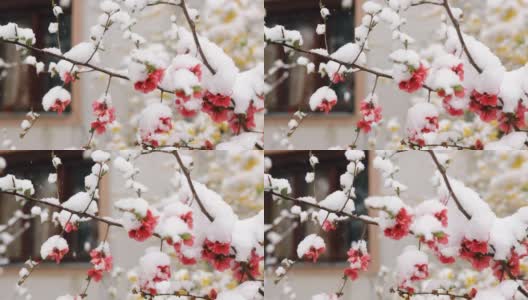 冬日里，白雪下长出了野玫瑰高清在线视频素材下载