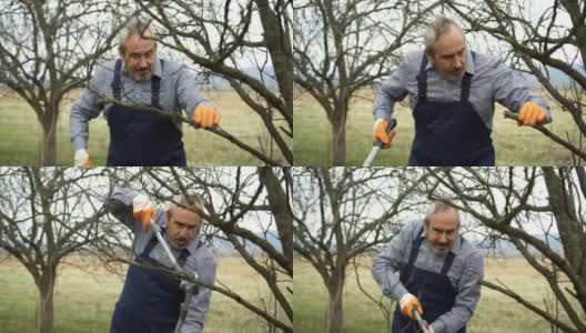高级农学家在果园修剪树木高清在线视频素材下载
