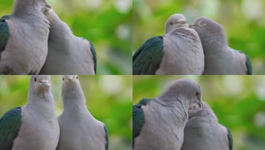 两只绿御鸽正在调情高清在线视频素材下载