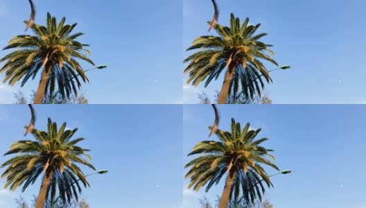 棕榈树的树枝在摇摆。高清在线视频素材下载