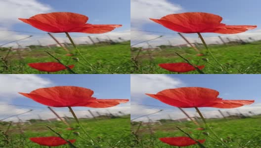 花园里的罂粟花视频高清在线视频素材下载