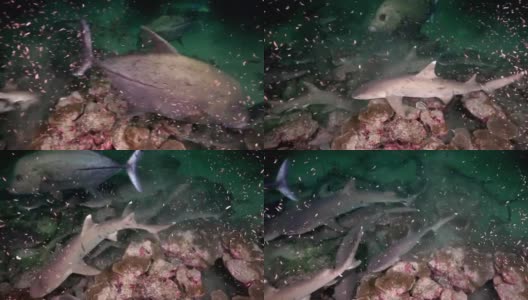 白鳍鲨在夜晚寻找食物。高清在线视频素材下载