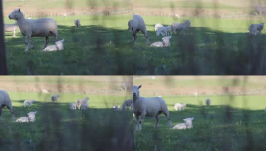 小羊要睡觉的时候被摄像头打扰了高清在线视频素材下载