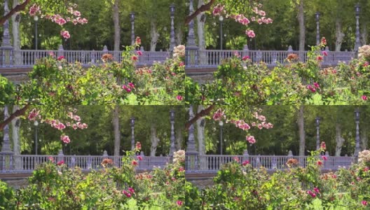 在公园里安静地散步，粉红色的玫瑰和美丽的植物盛开——在阳光明媚的绿叶花园里度假高清在线视频素材下载