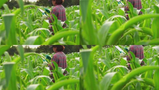 植物学家在他的农场里检查植物高清在线视频素材下载