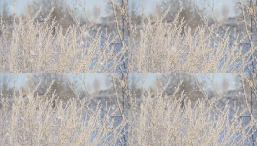 寒冷的天气。冬天的森林里有软绵绵的雪。初霜在冻结的田野植物特写。干燥的植物被雪覆盖，阳光明媚，霜冻的早晨。高清在线视频素材下载