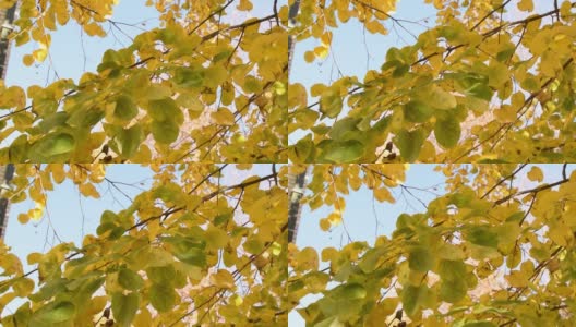 秋叶的视频，在风中，树叶飘落，阳光明媚的十月天。高清在线视频素材下载