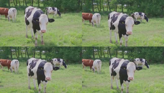 近距离观察可爱的白黑奶牛在牧场上。美丽的动物的背景。瑞典。高清在线视频素材下载