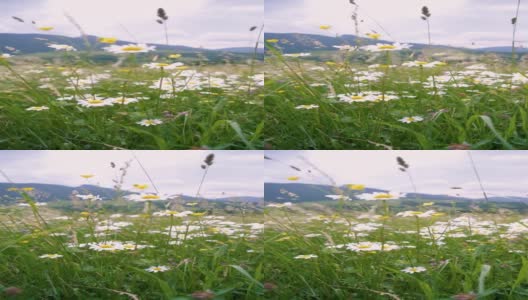 草甸开花在夏季自然高寒山地缓慢运动垂直高清在线视频素材下载