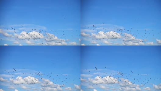 SLO MO -巨大的鸟群与Cloudscape飞行高清在线视频素材下载