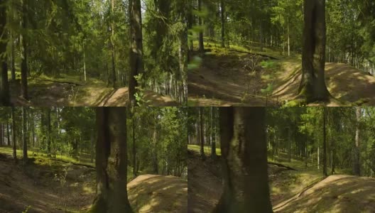 在一个阳光明媚的夏天穿过欧洲森林的POV镜头高清在线视频素材下载