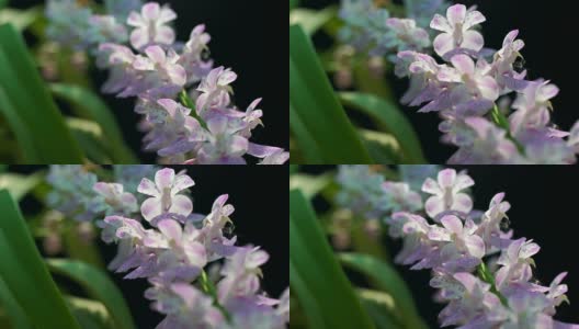 紫兰花在早晨的阳光多莉拍摄高清在线视频素材下载