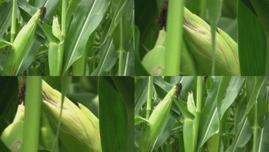 玉米。农业。高清在线视频素材下载