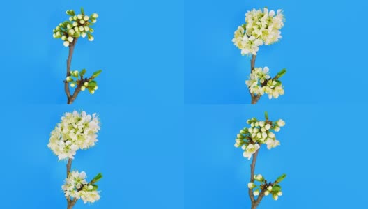 时光流逝的樱花在蓝色高清在线视频素材下载