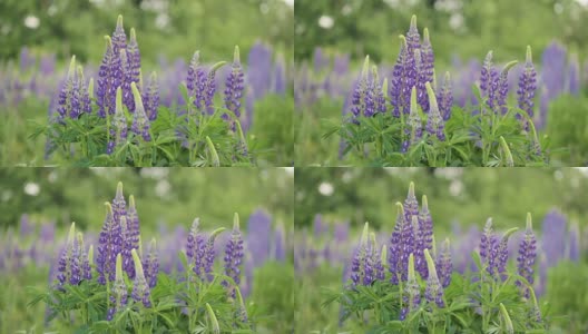 美丽的蓝、紫羽扇豆伫立在田野上，随风飘动高清在线视频素材下载