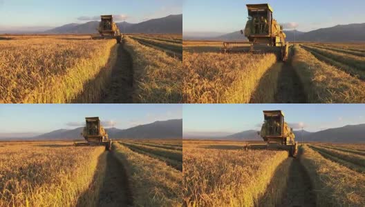 农业联合收割机。小麦、水稻、黑麦丰收。稳定器索尼4K拍摄高清在线视频素材下载